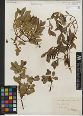 Foto von Salix kitaibeliana Willd.